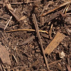 Cultured Mulch